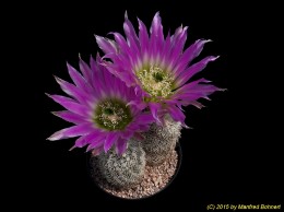 Echinocereus X roetteri SB993 869